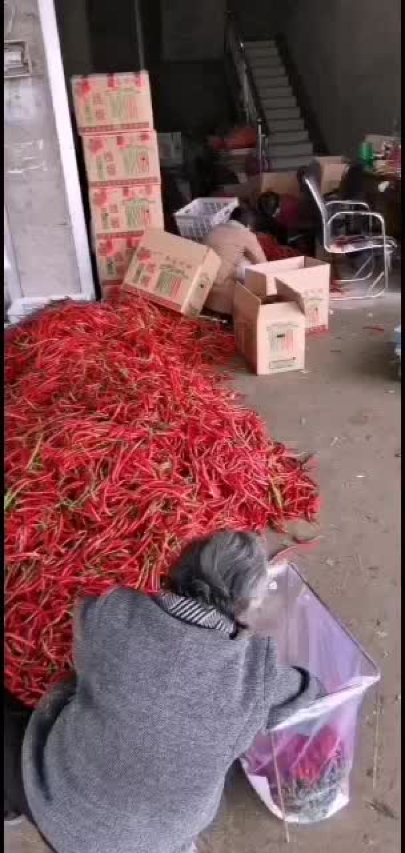 小皱皮，红线椒已上市