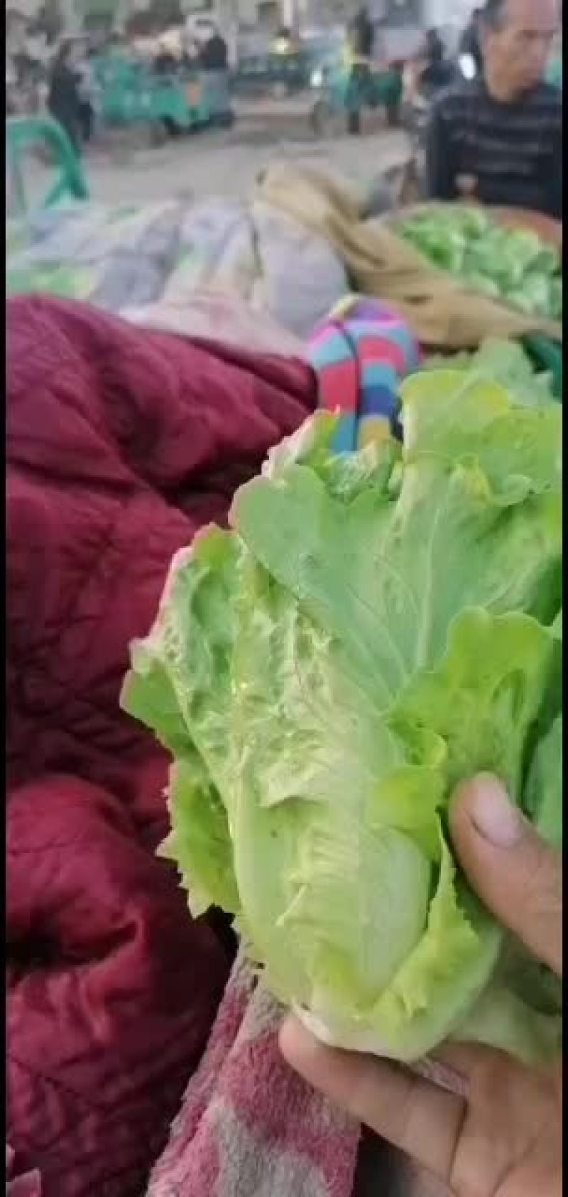 有机无公害意大利生菜