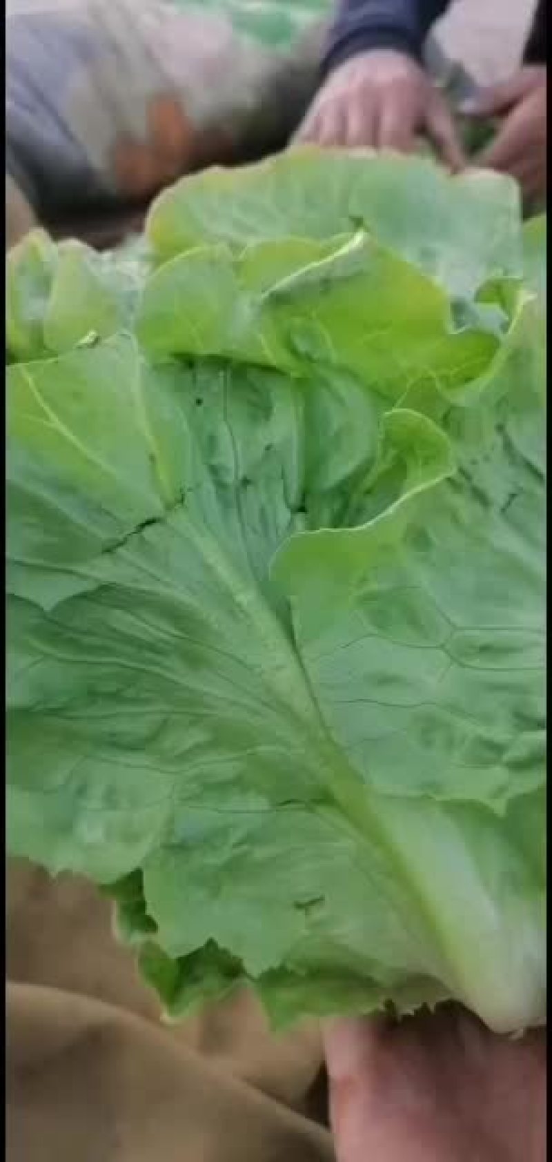 有机无公害意大利生菜