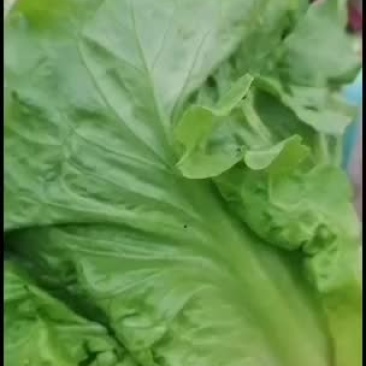 有机无公害意大利生菜