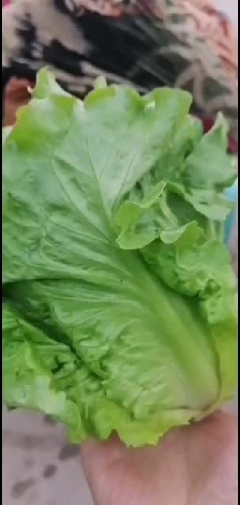 有机无公害意大利生菜