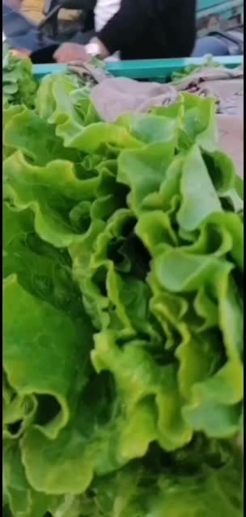 有机无公害意大利生菜