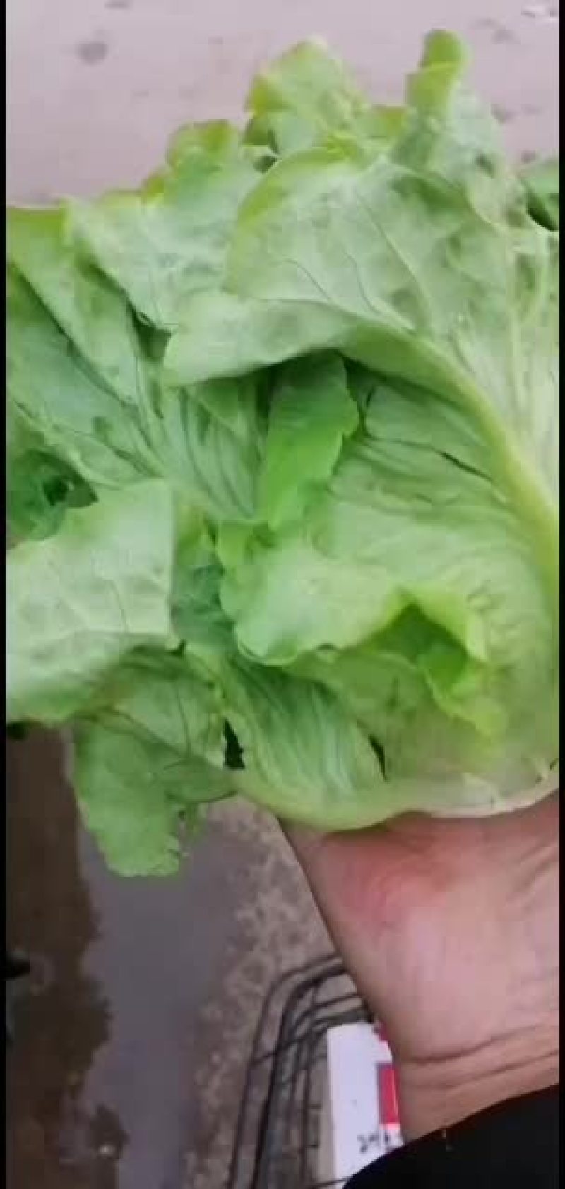 有机无公害意大利生菜