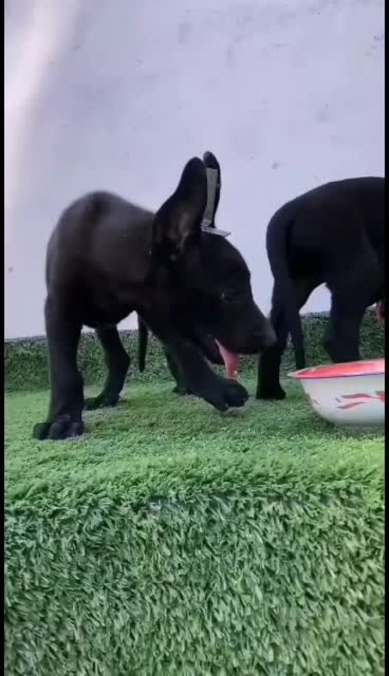 纯种黑狼幼犬狼狗幼崽大型巨型墨界黑狼军犬纯黑色中华黑狼犬