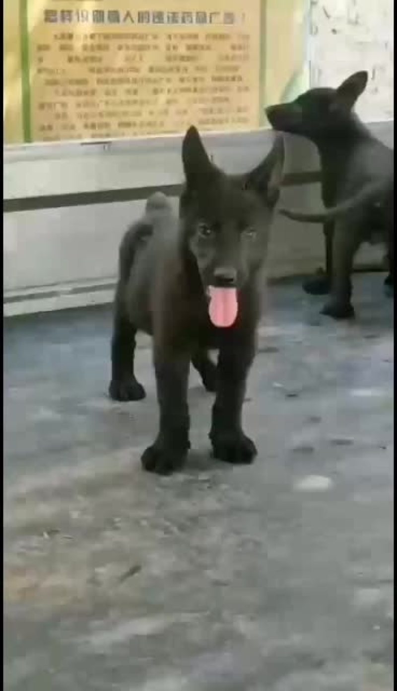 纯种黑狼幼犬狼狗幼崽大型巨型墨界黑狼军犬纯黑色中华黑狼犬
