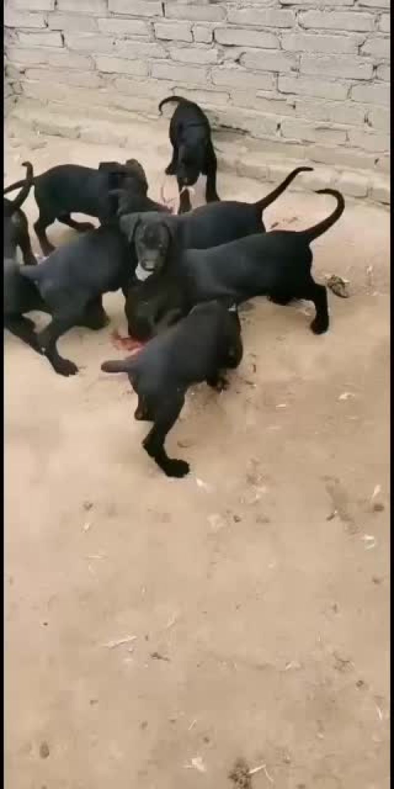 纯种黑狼幼犬狼狗幼崽大型巨型墨界黑狼军犬纯黑色中华黑狼犬