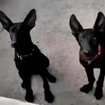 纯种黑狼幼犬狼狗幼崽大型巨型墨界黑狼军犬纯黑色中华黑狼犬