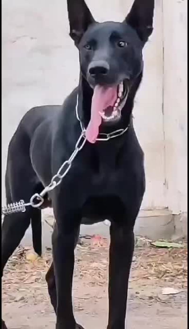 纯种黑狼幼犬狼狗幼崽大型巨型墨界黑狼军犬纯黑色中华黑狼犬