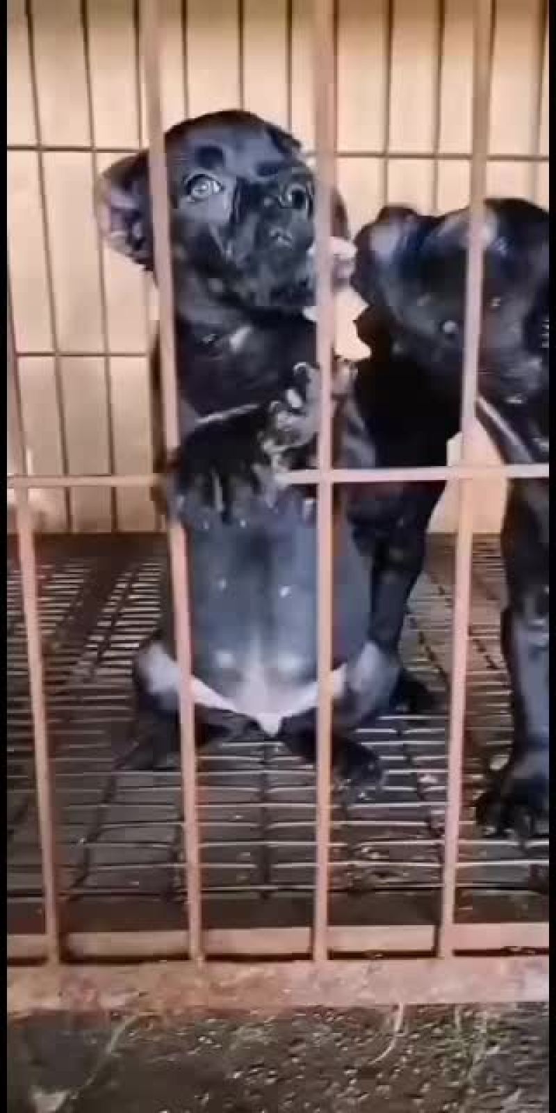 纯种黑狼幼犬狼狗幼崽大型巨型墨界黑狼军犬纯黑色中华黑狼犬