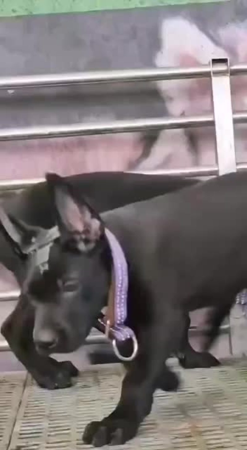 纯种黑狼幼犬狼狗幼崽大型巨型墨界黑狼军犬纯黑色中华黑狼犬