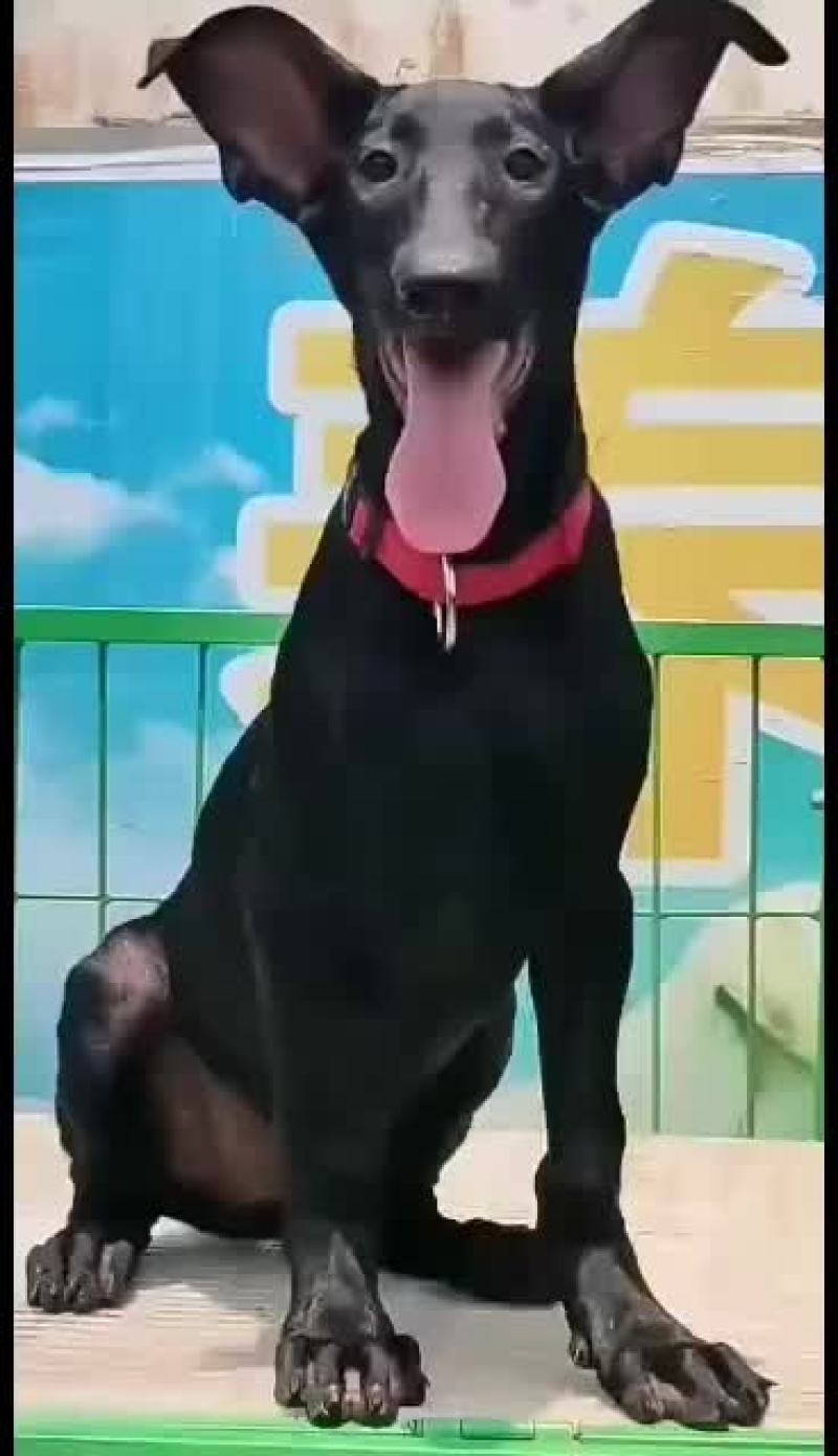 纯种黑狼幼犬狼狗幼崽大型巨型墨界黑狼军犬纯黑色中华黑狼犬
