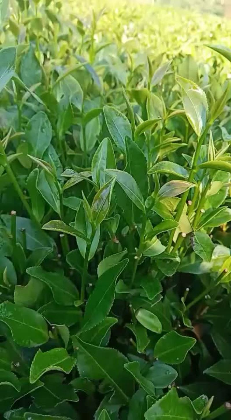 英德红茶高香英红九号