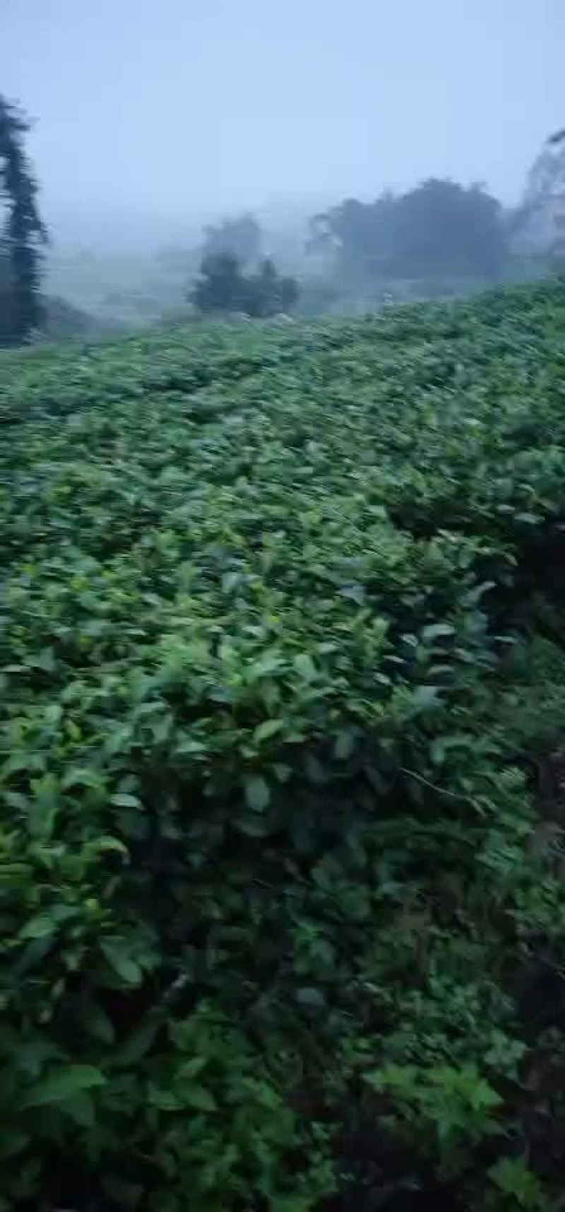 英德红茶高香英红九号