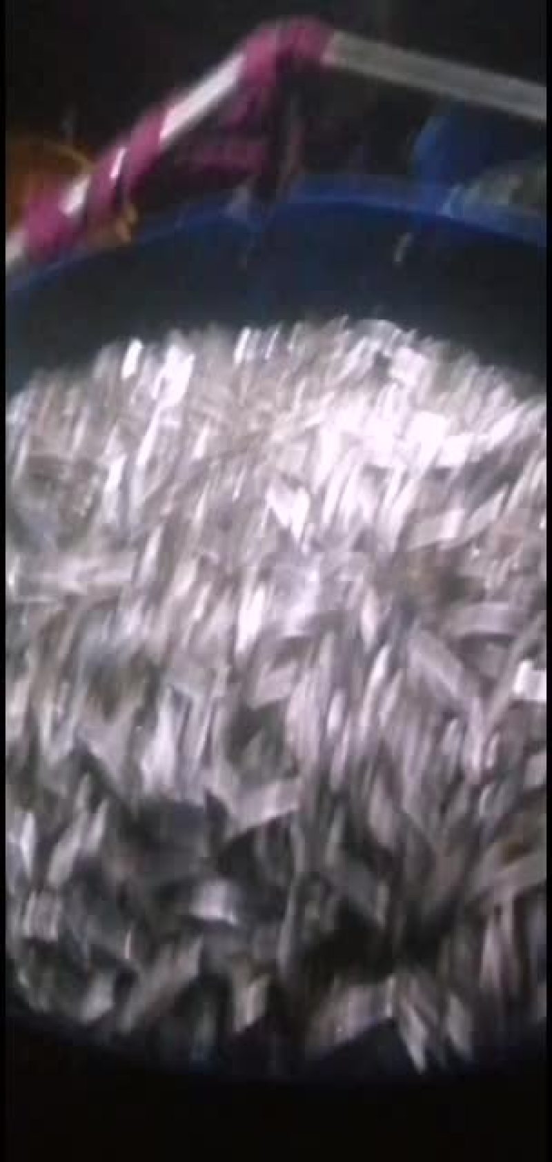 开肚鱼（白条鱼）这段时间太抢手了，搞到天天加班
