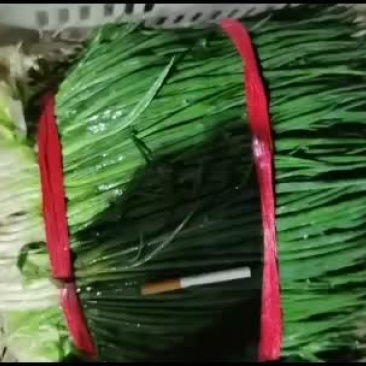 精品小香葱一年365天大量有货，欢迎网店，餐饮供货商来谈