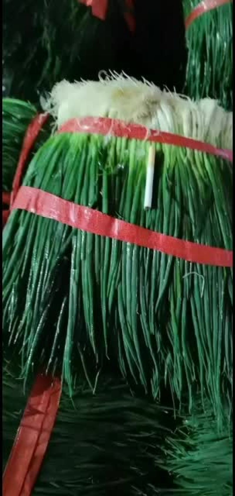 精品小香葱一年365天大量有货，欢迎网店，餐饮供货商来谈