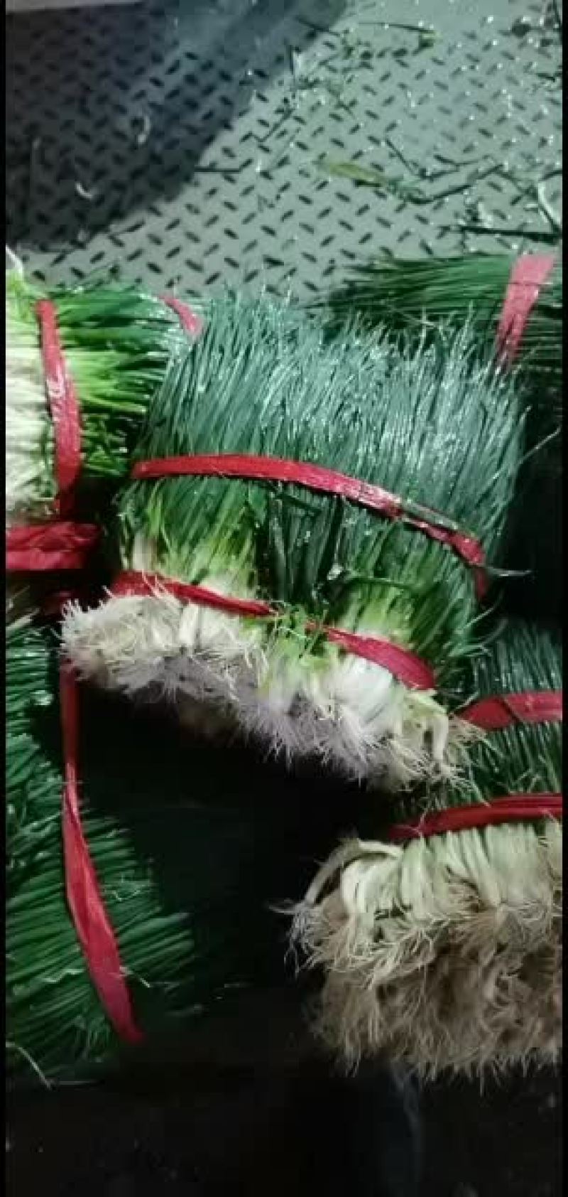 精品小香葱一年365天大量有货，欢迎网店，餐饮供货商来谈