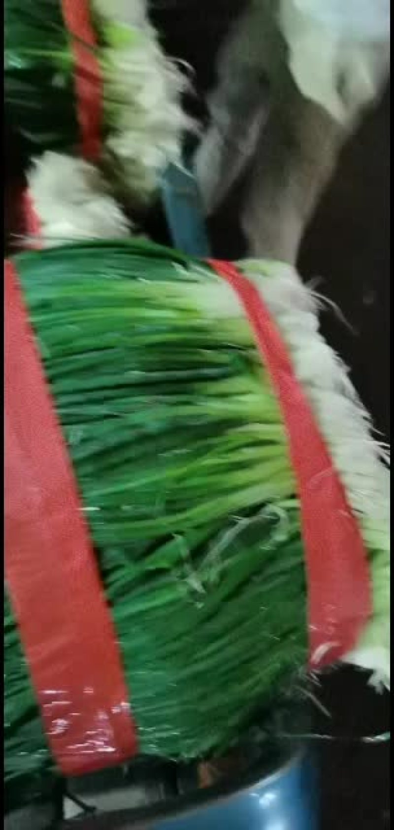 精品小香葱一年365天大量有货，欢迎网店，餐饮供货商来谈