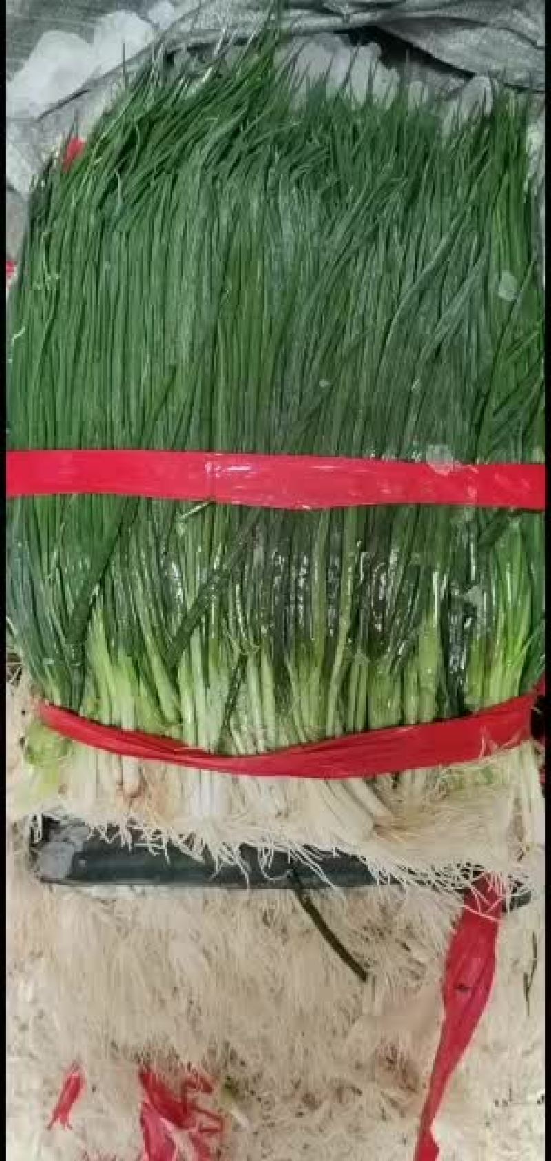 精品小香葱一年365天大量有货，欢迎网店，餐饮供货商来谈