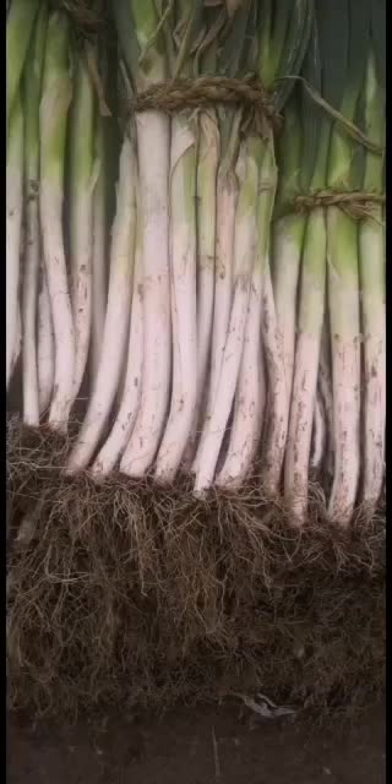 长白大葱苤蓝大量上市，需要的联系我