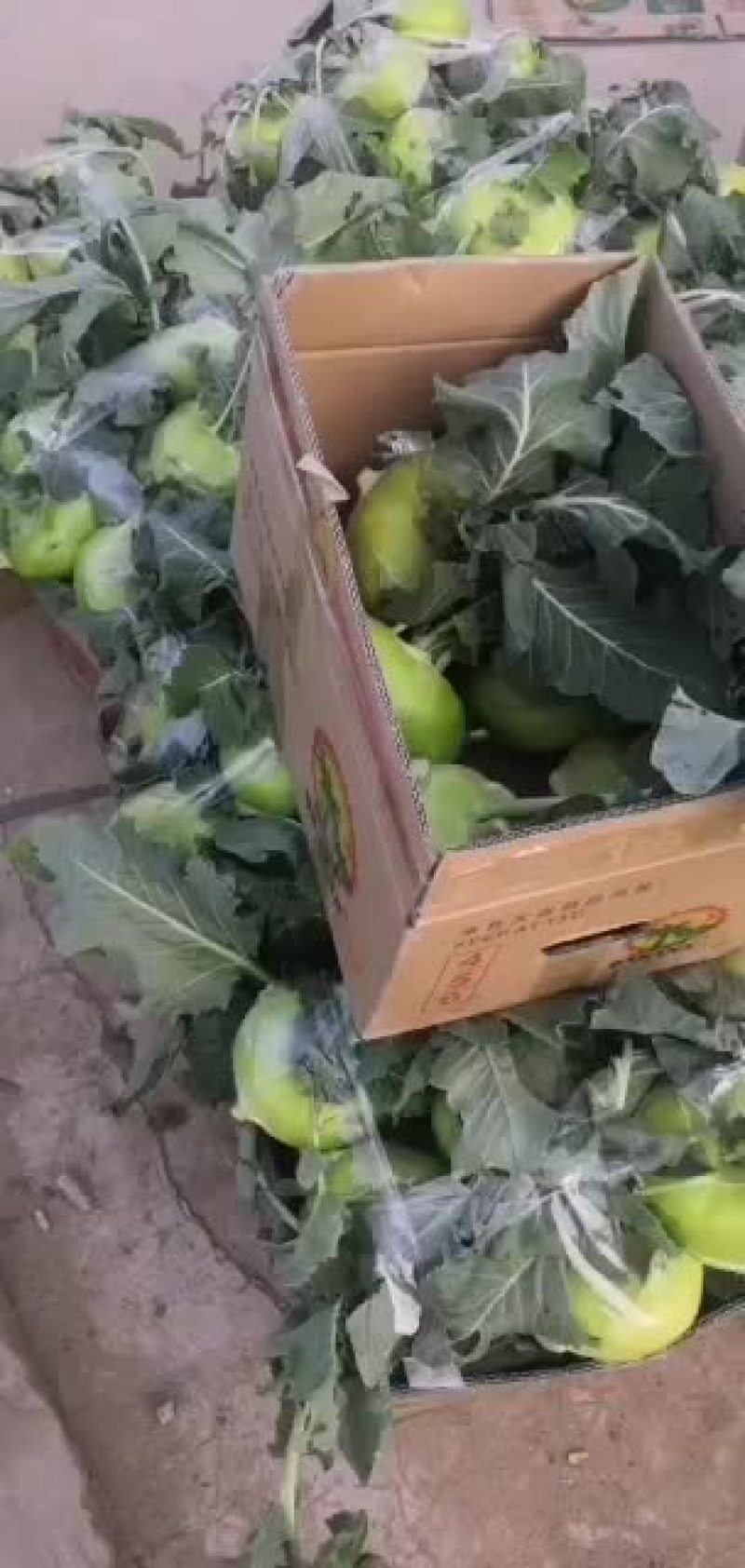 长白大葱苤蓝大量上市，需要的联系我