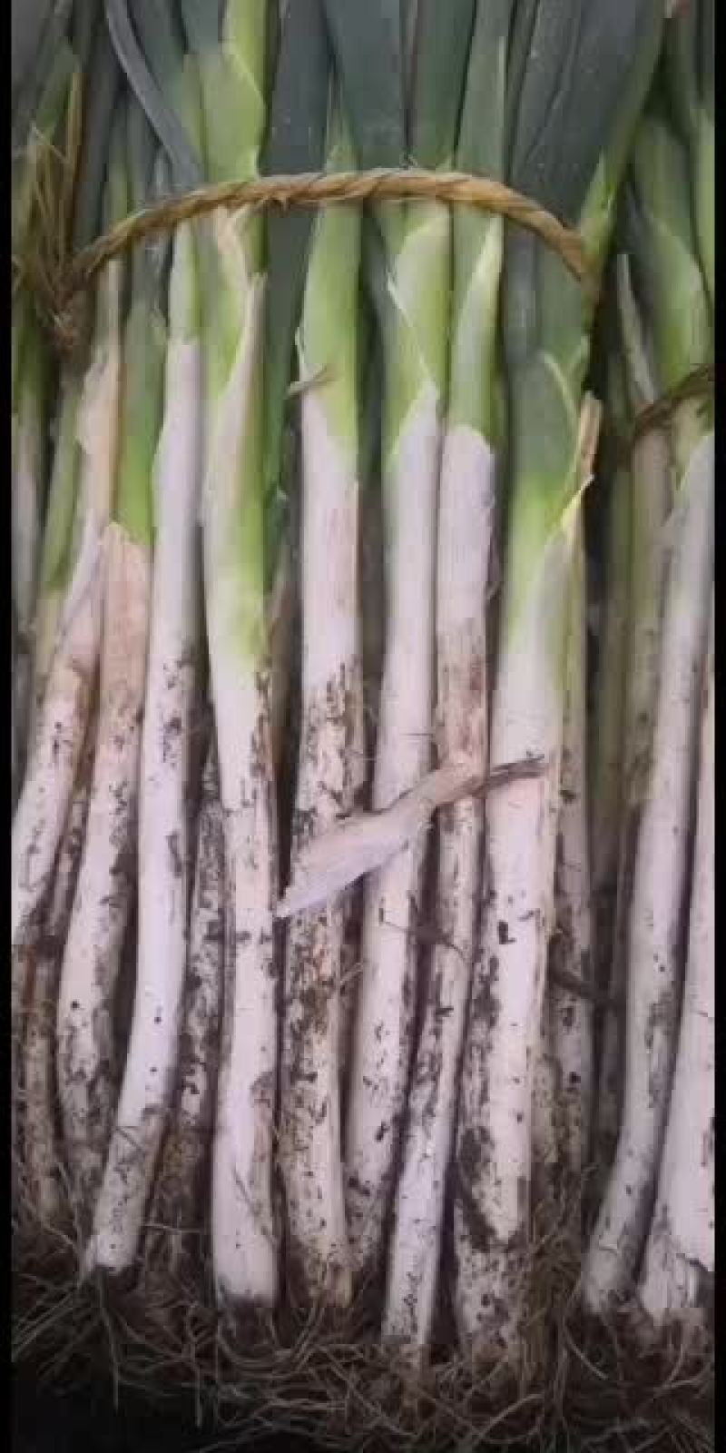 长白大葱苤蓝大量上市，需要的联系我
