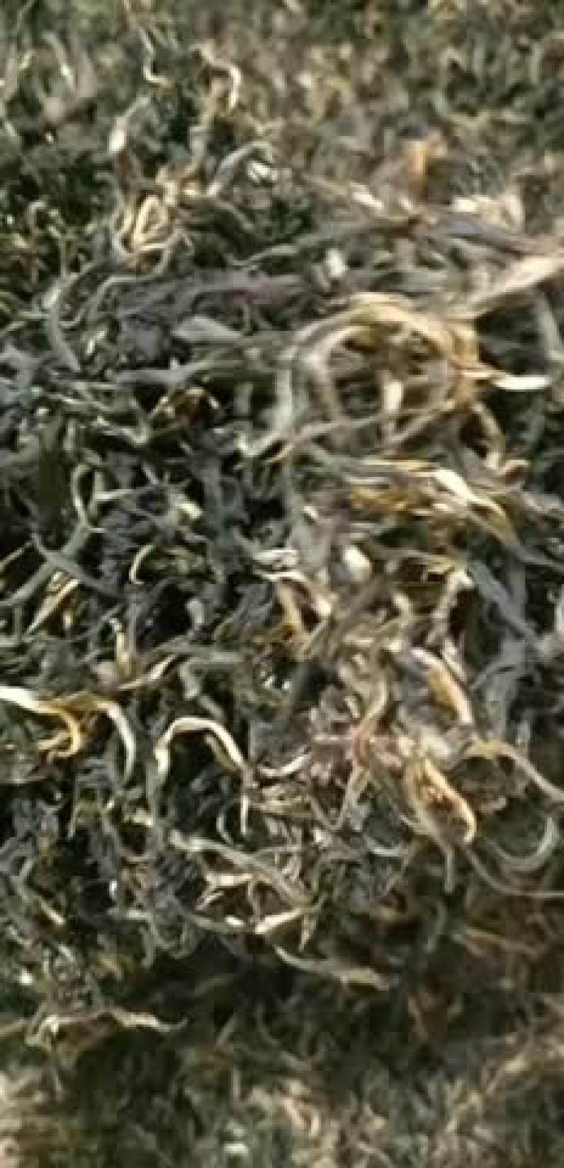 英德英红九号高香红茶批发