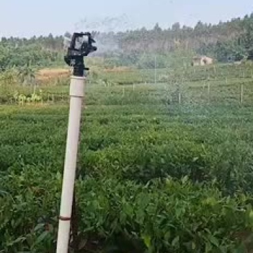 英德英红九号高香红茶批发