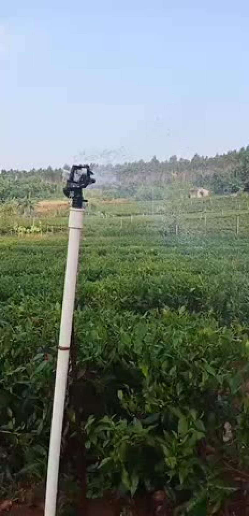 英德英红九号高香红茶批发