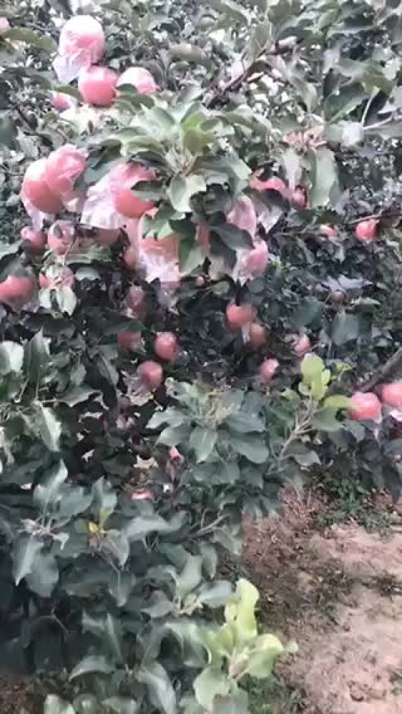 红富士苹果潍坊市寒亭区自家哥哥种的果园