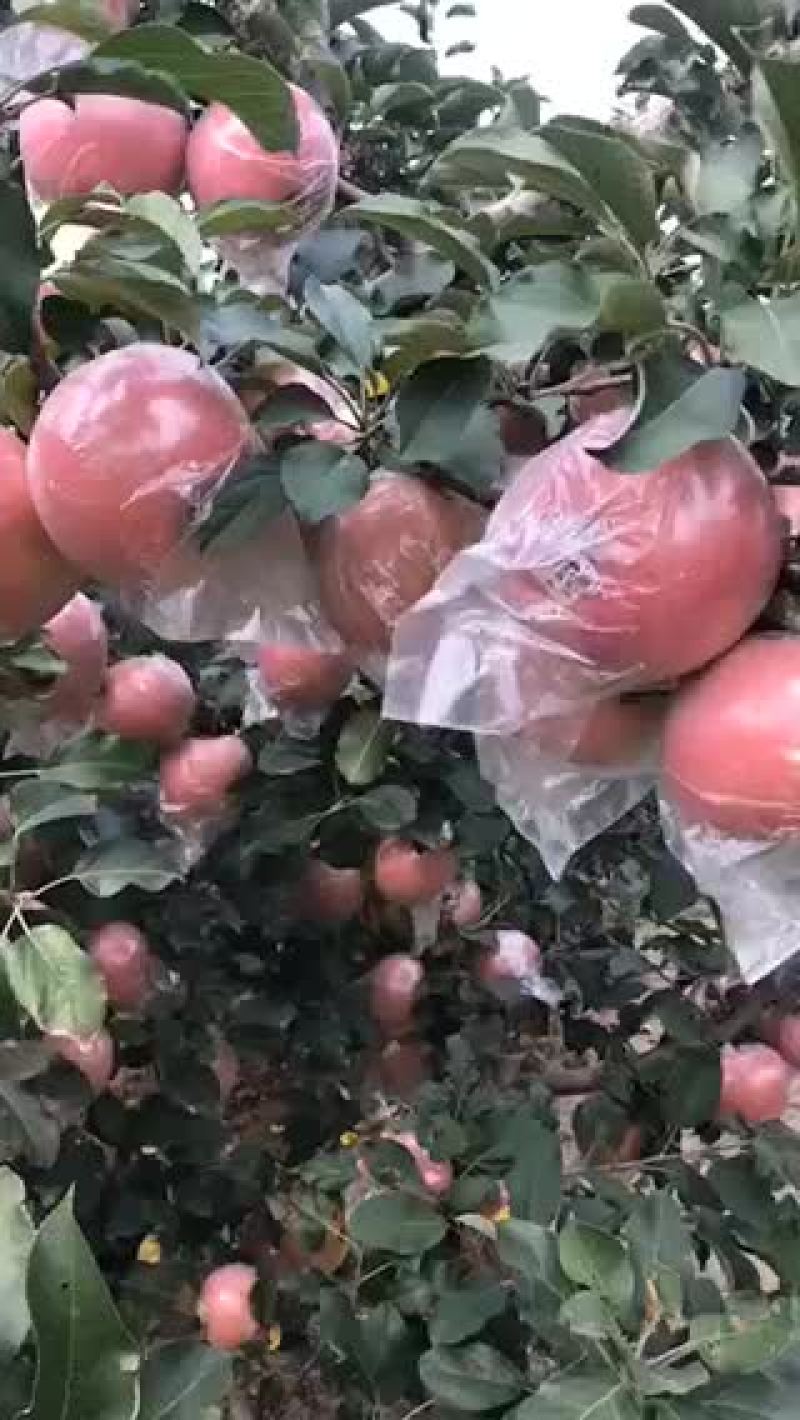 红富士苹果潍坊市寒亭区自家哥哥种的果园