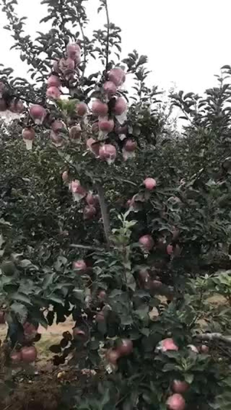 红富士苹果潍坊市寒亭区自家哥哥种的果园