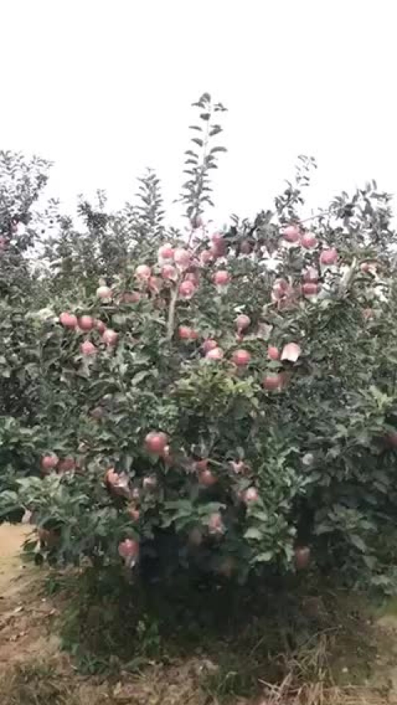红富士苹果潍坊市寒亭区自家哥哥种的果园