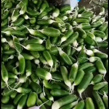 各种萝卜以上市，欢迎采购