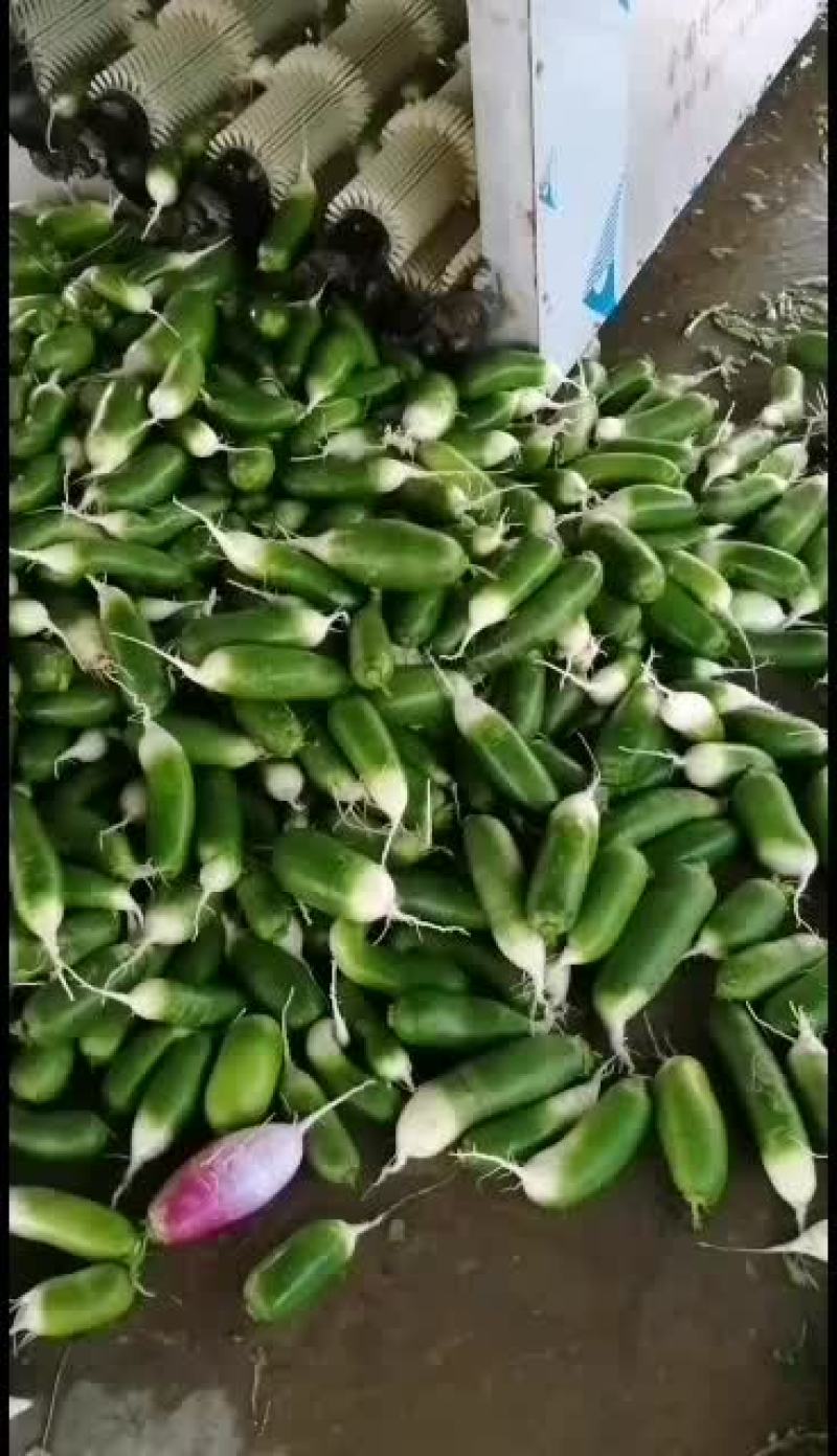 各种萝卜以上市，欢迎采购