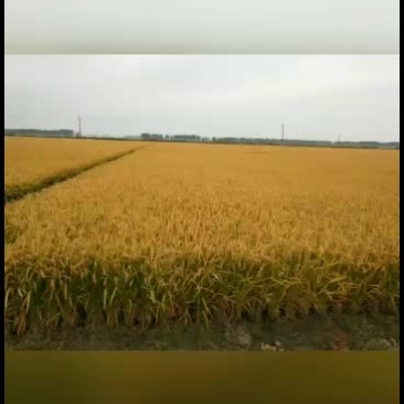 2020年新大米小粒香超级稻