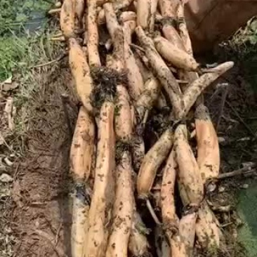 正宗的野藕，炒和煨汤都粉！
