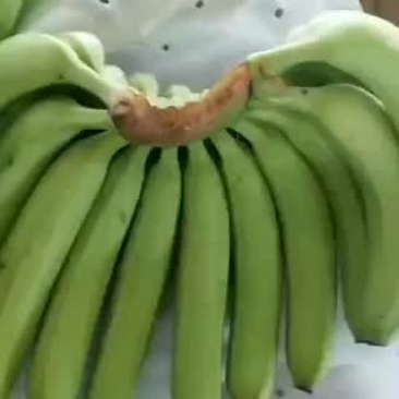 缅甸靓香蕉，章风口岸出货，现货支持全国发货