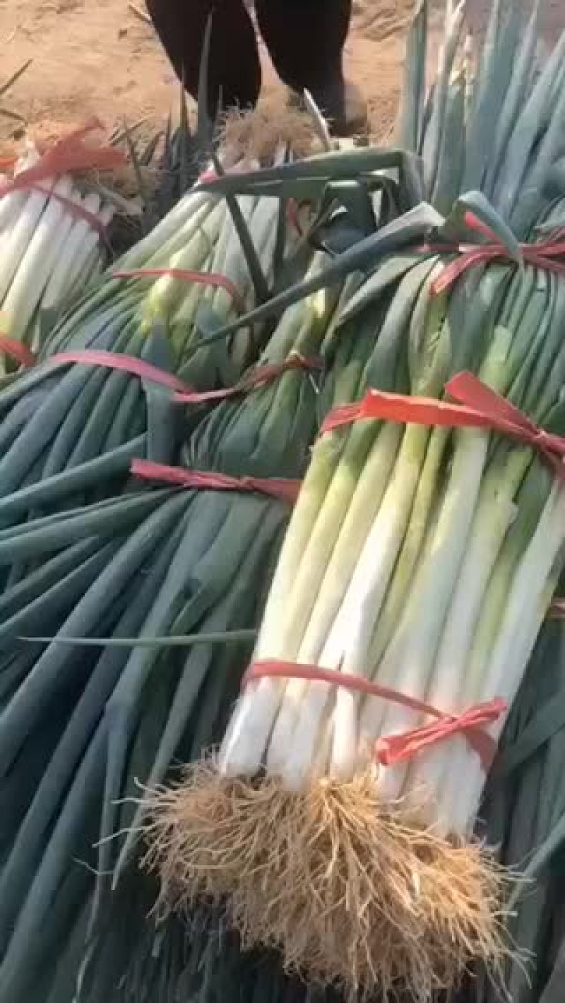 大葱