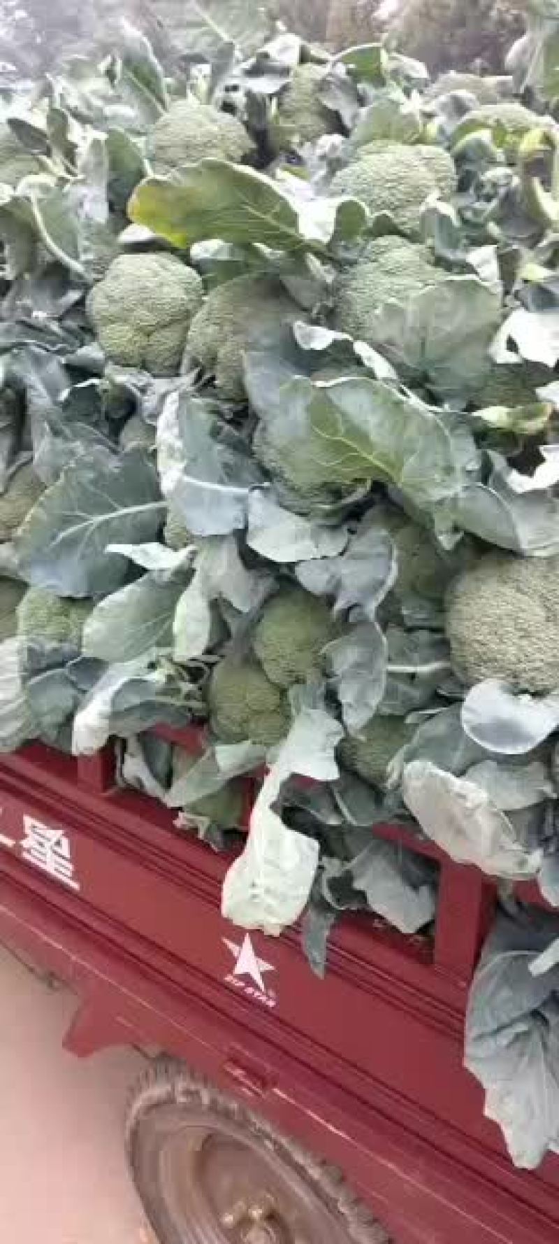 河南新野县精品西兰花上市