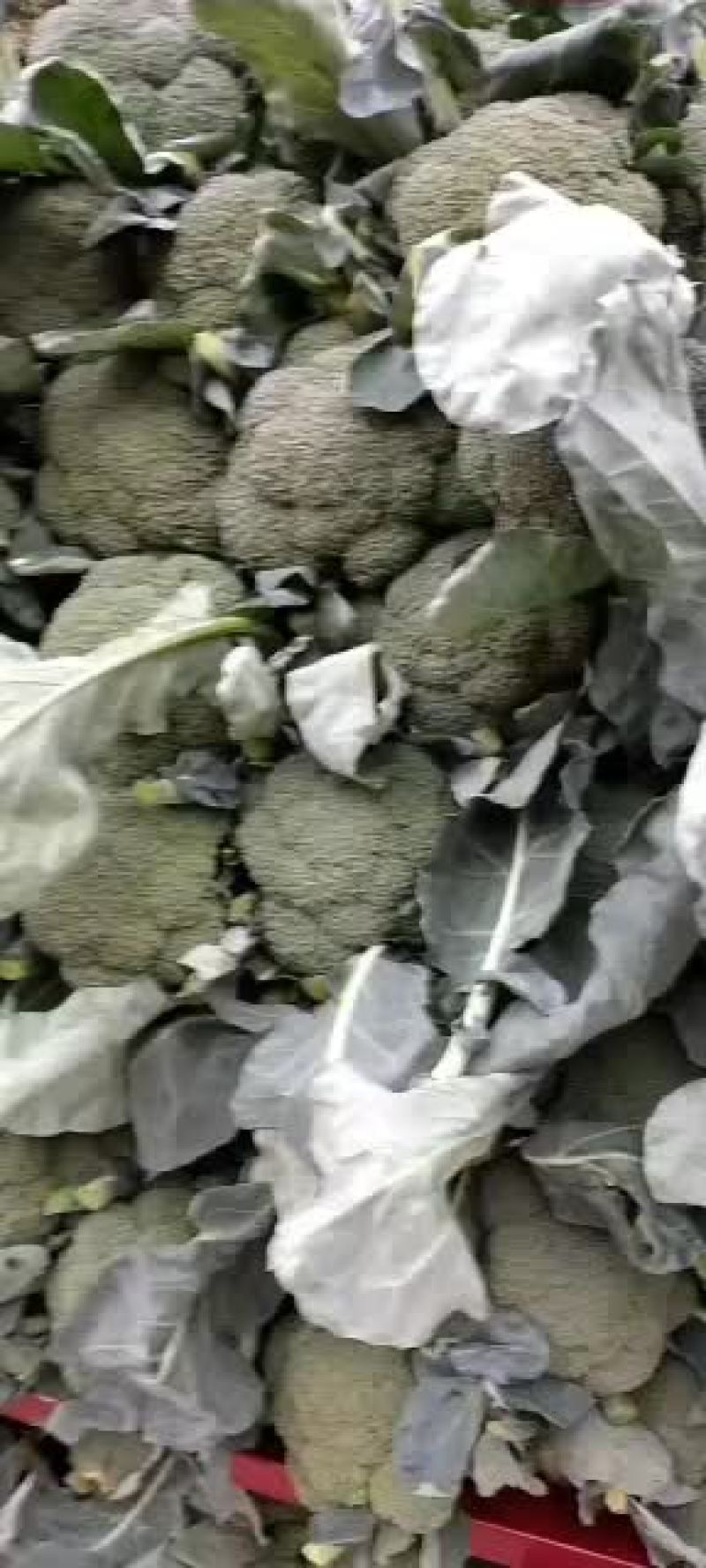 河南新野县精品西兰花上市
