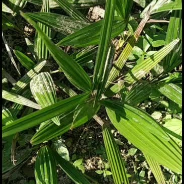 棕榈树苗棕桶苗板棕苗