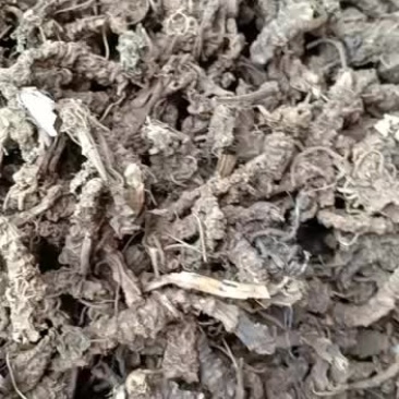 蜘蛛香蜘蛛香根马蹄香新叶缬草光缬草