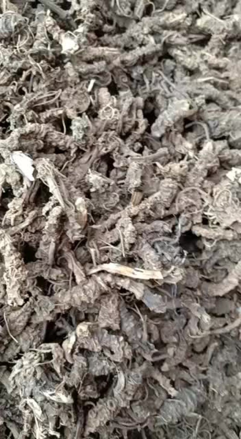 蜘蛛香蜘蛛香根马蹄香新叶缬草光缬草