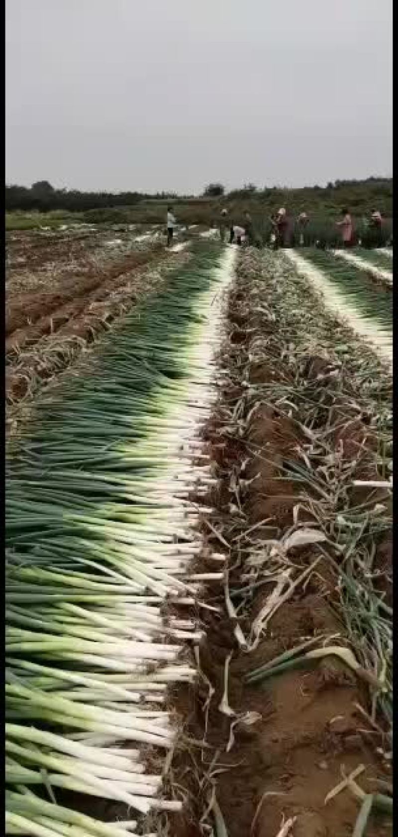 长白大葱，净葱，毛葱，粗葱，细葱。