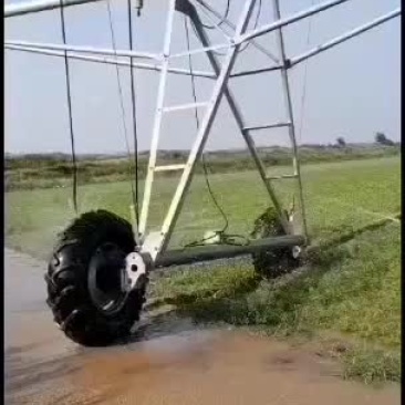河北保定优质自产自销旱半夏种苗正在出售，各种规格