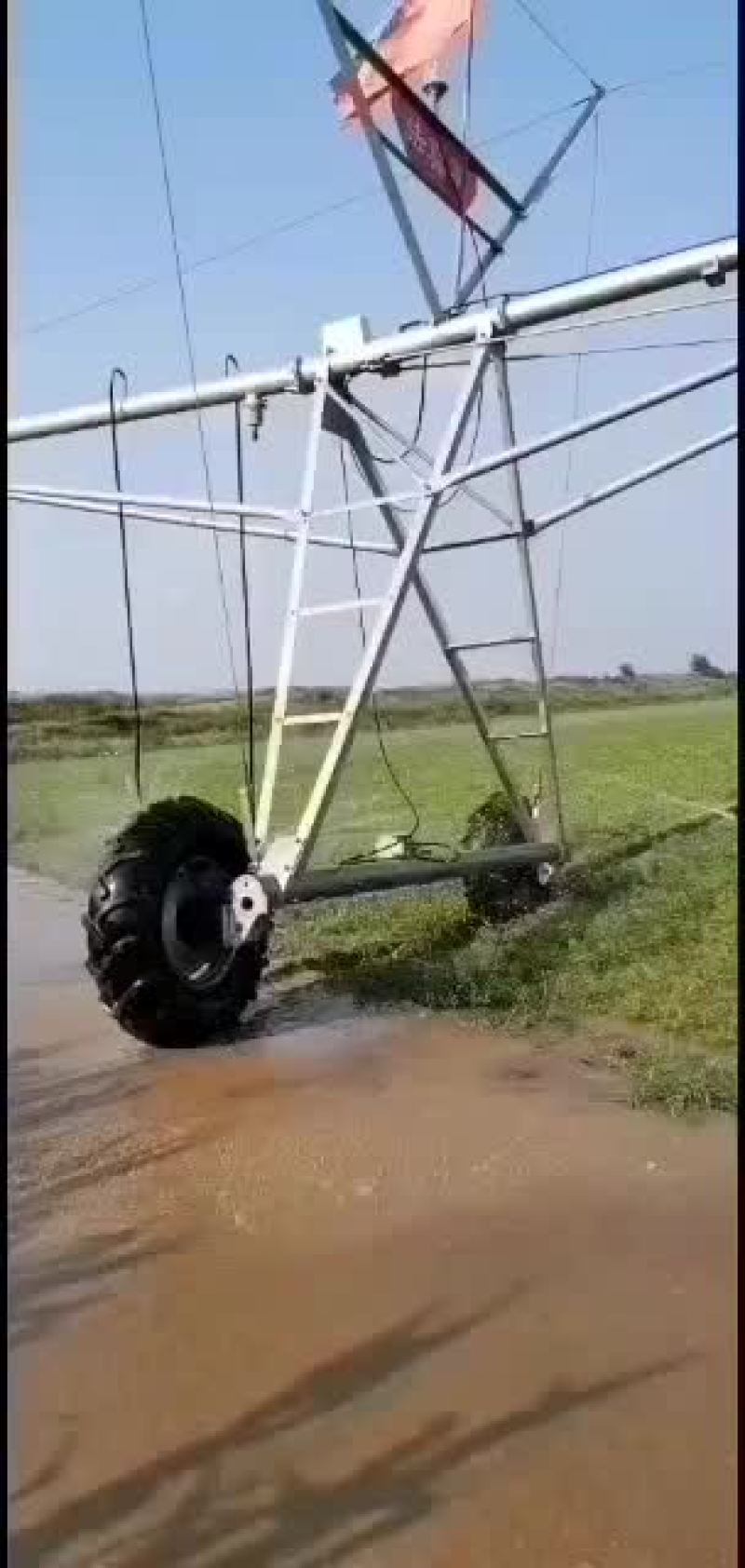 河北保定优质自产自销旱半夏种苗正在出售，各种规格