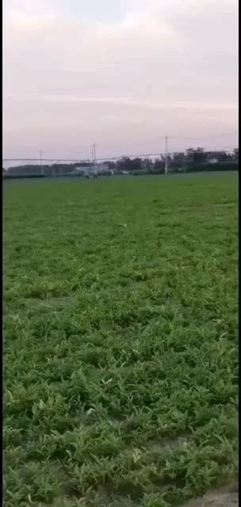 河北保定优质自产自销旱半夏种苗正在出售，各种规格