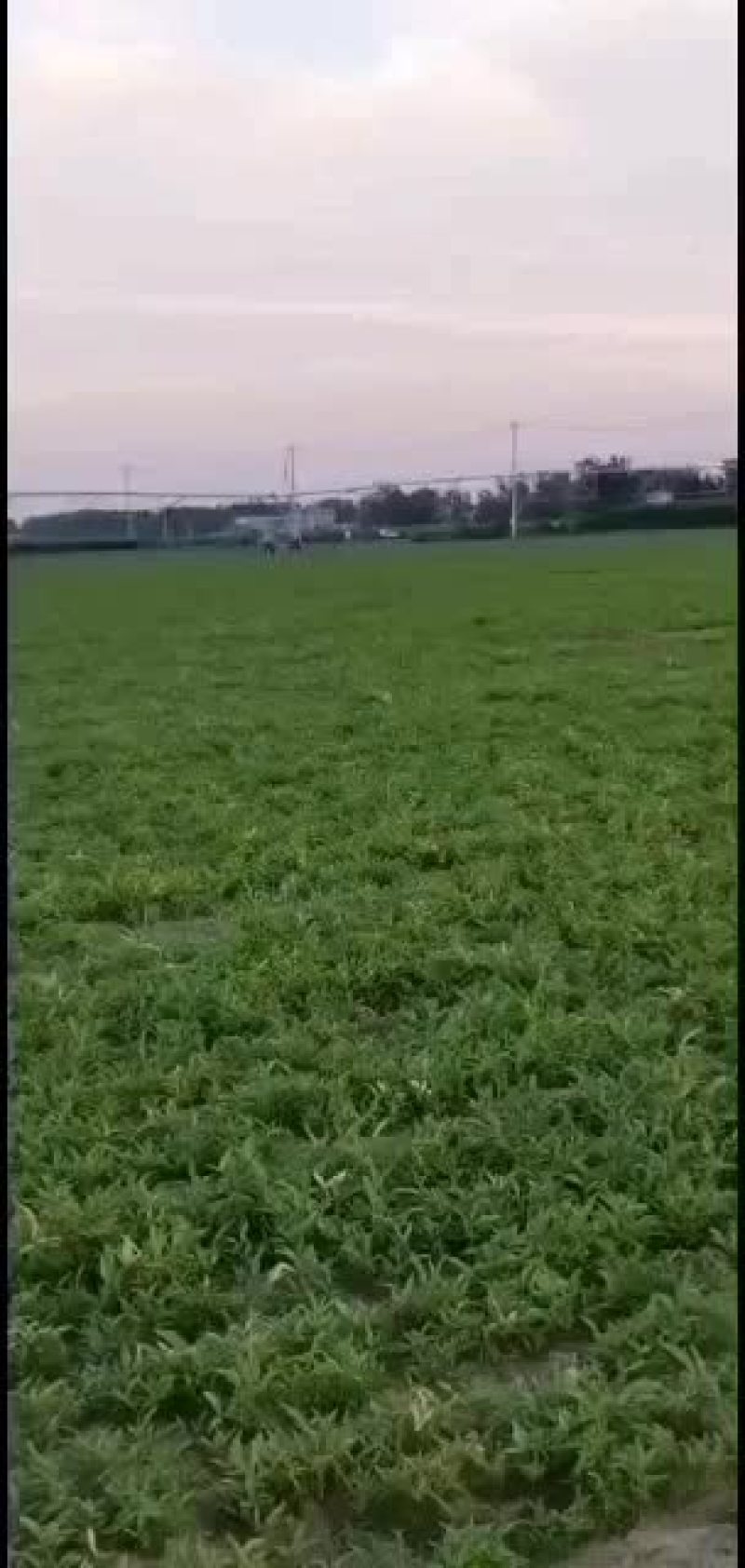 河北保定优质自产自销旱半夏种苗正在出售，各种规格