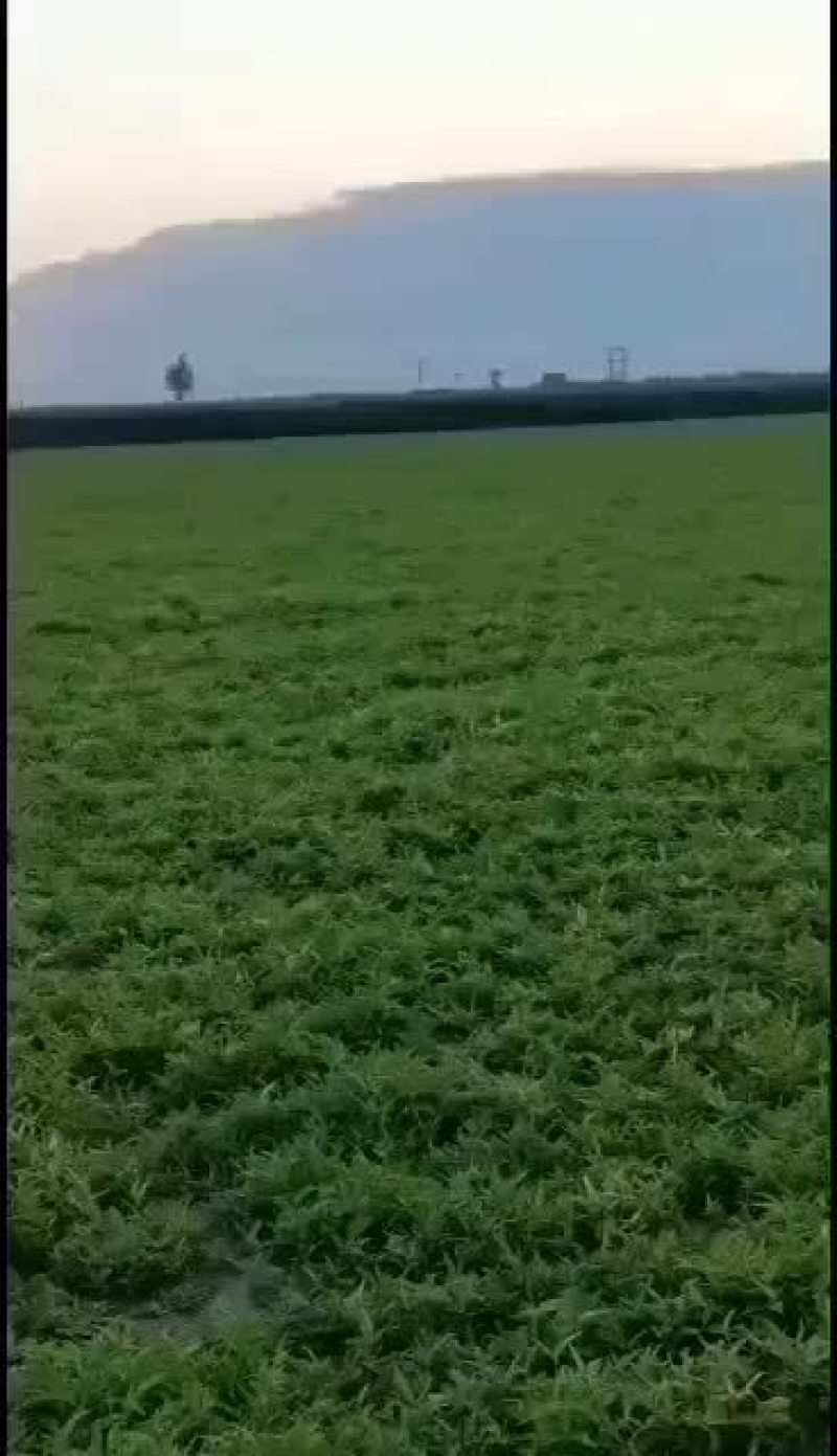 河北保定优质自产自销旱半夏种苗正在出售，各种规格